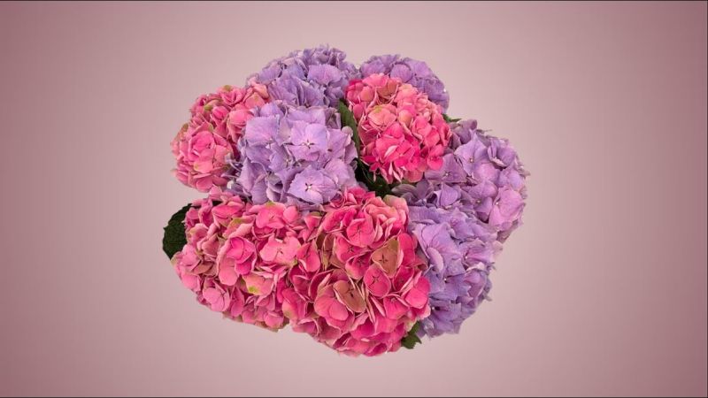 Hydrangea Mix Bouquet 10 Pieces
