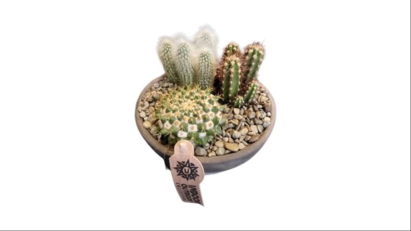 Medium Cactus Composition