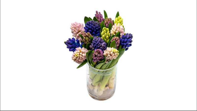 Hyacinth Mix 15 Pieces