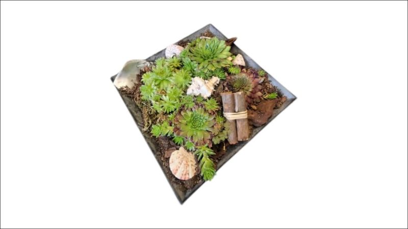 Premium Succulent Composition (Square)