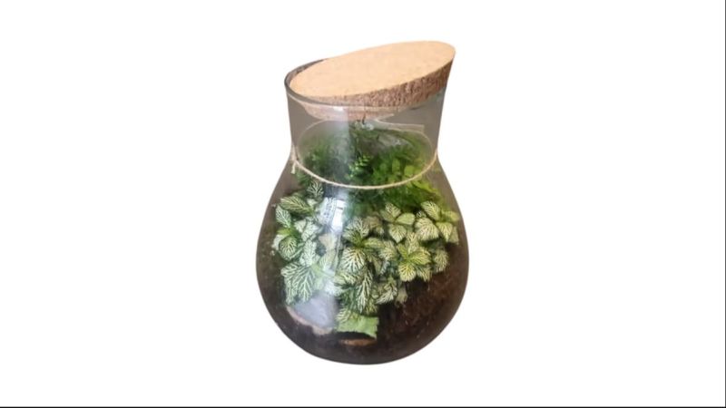 Premium Terrarium Composition