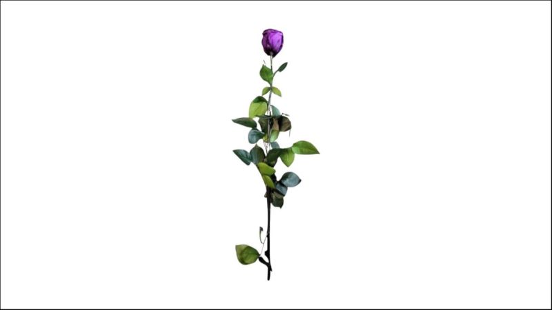 Violet Preserved Rose