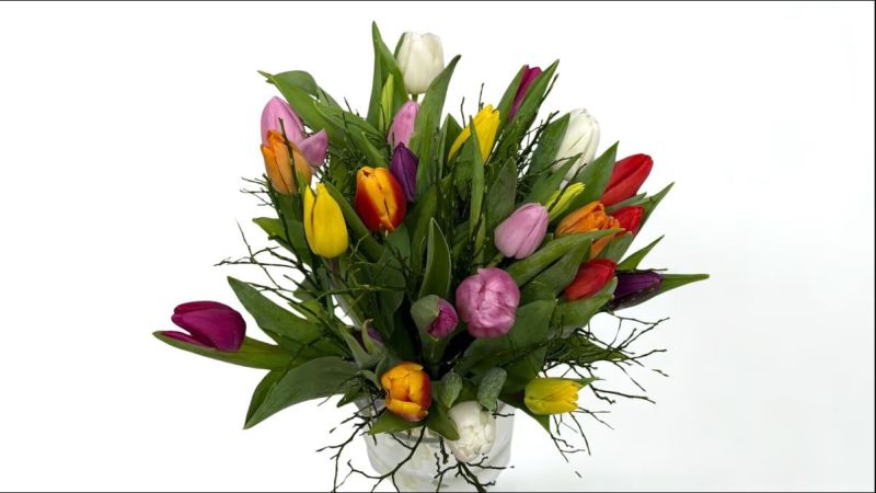 Multicolor Tulips 25 Pieces