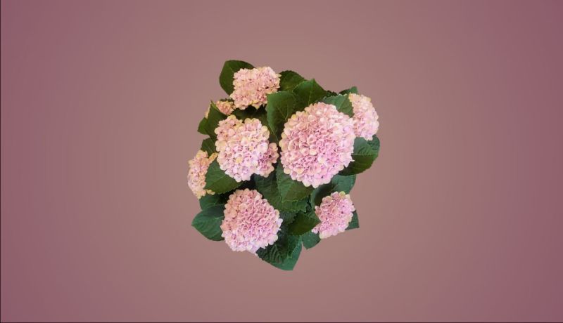 Medium Pink Hortensia Plant